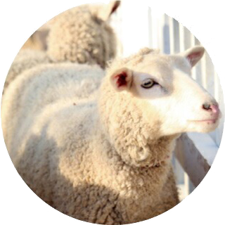 羊の写真